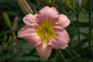 Liliowiec 