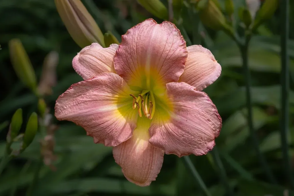 Liliowiec 